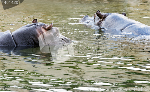 Image of Two hippos in water