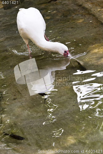 Image of Bird fishing (spoonbill)