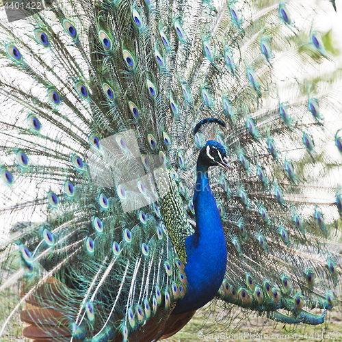 Image of Male peafowl displaying tail feathers