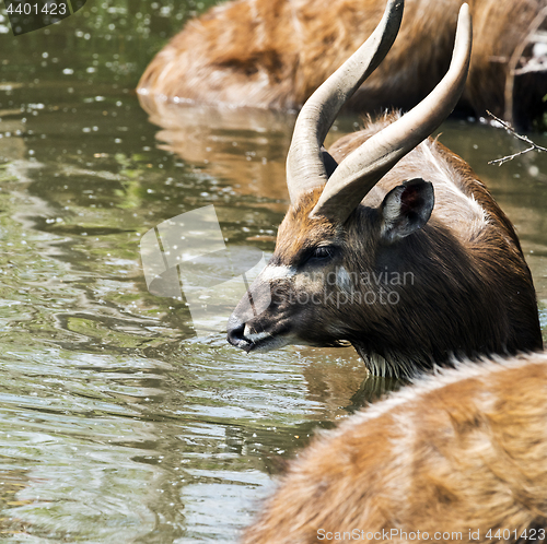 Image of Antelope in water