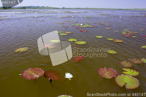 Image of water-lily