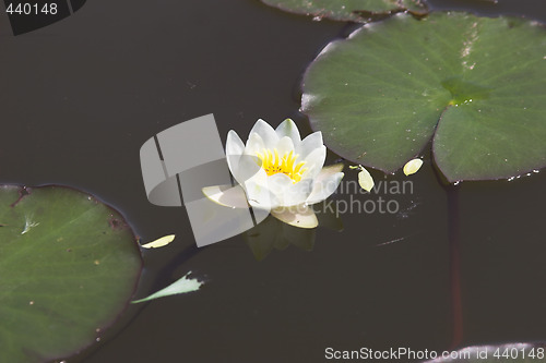 Image of water-lily