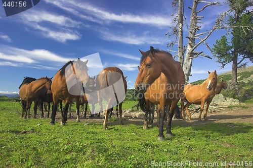 Image of pasture