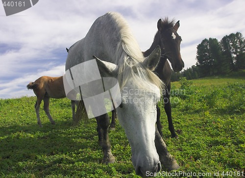 Image of pasture