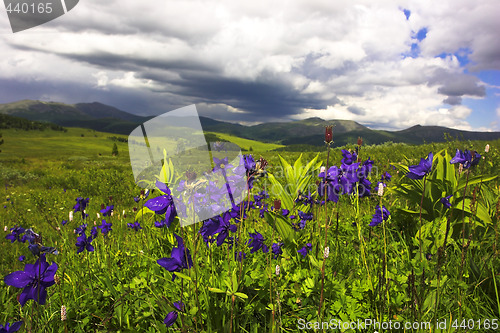 Image of aquilegia meadow