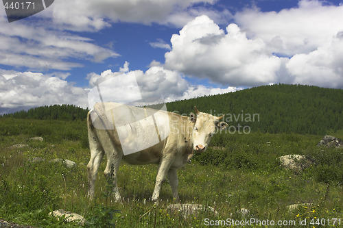 Image of landscape with cow