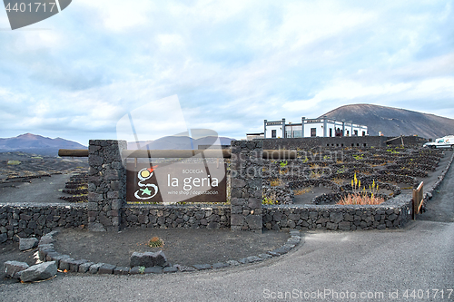 Image of Vineyards in La Geria, Lanzarote Island