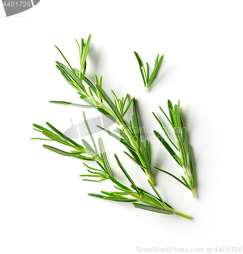 Image of fresh raw rosemary