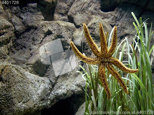 Image of starfish in aquarium
