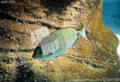 Image of fish is swimming in marine aquarium