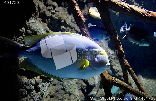 Image of fish is swimming in marine aquarium