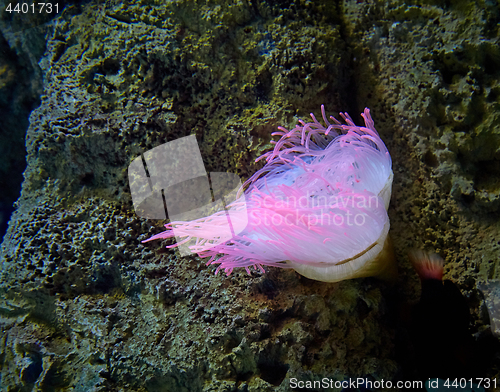 Image of pink sea anemone