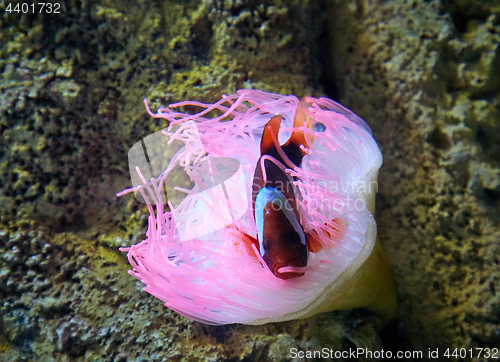 Image of pink sea anemone and clownfish