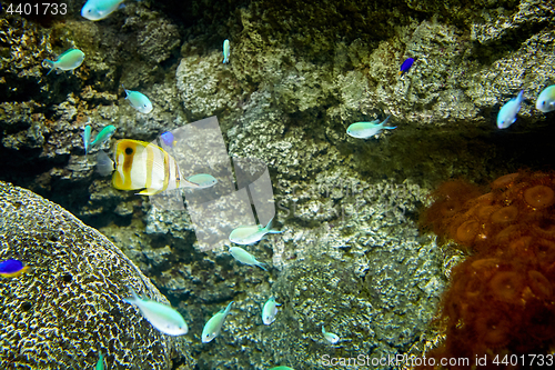 Image of fishes swimming in marine aquarium