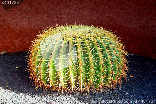 Image of close up of big cactus