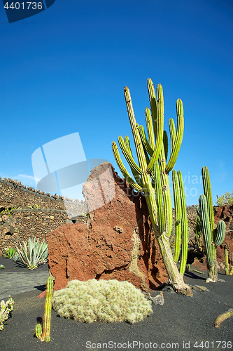 Image of Cactus garden Jardin de Cactus in Lanzarote Island