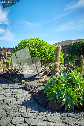 Image of Cactus garden Jardin de Cactus in Lanzarote Island