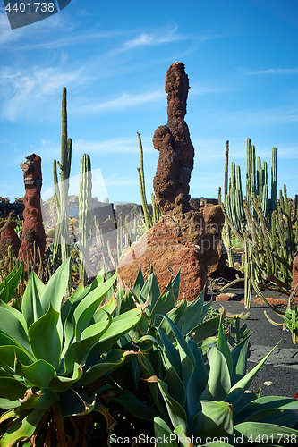 Image of Cactus garden Jardin de Cactus in Lanzarote Island