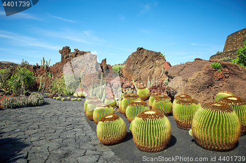 Image of Cactus garden Jardin de Cactus in Lanzarote Island