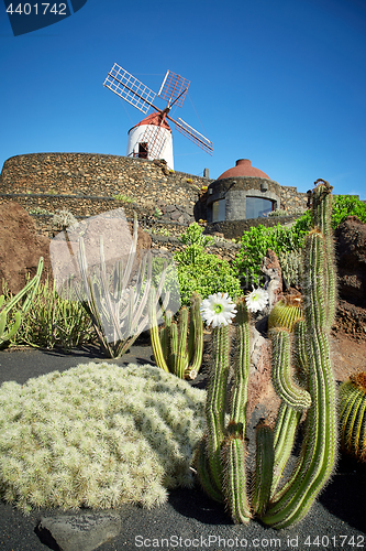 Image of Cactus garden Jardin de Cactus in Lanzarote Island