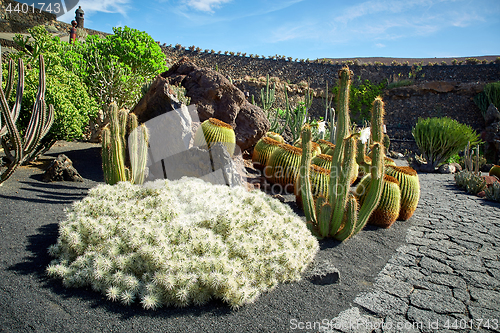 Image of Cactus garden Jardin de Cactus in Lanzarote Island