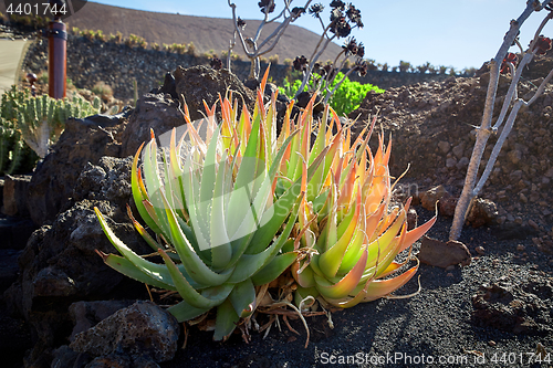 Image of Cactus garden Jardin de Cactus in Lanzarote Island