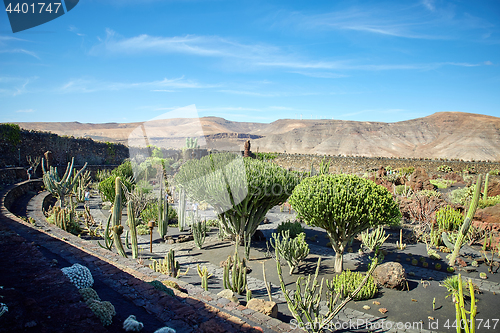 Image of Cactus garden Jardin de Cactus in Lanzarote Island