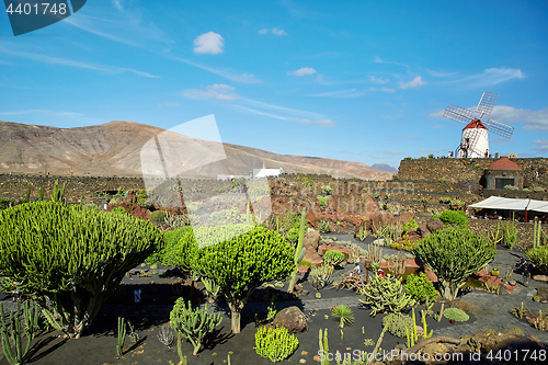 Image of Cactus garden Jardin de Cactus in Lanzarote Island