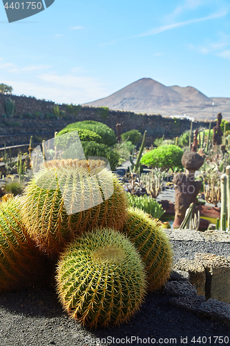 Image of Cactus garden Jardin de Cactus in Lanzarote Island