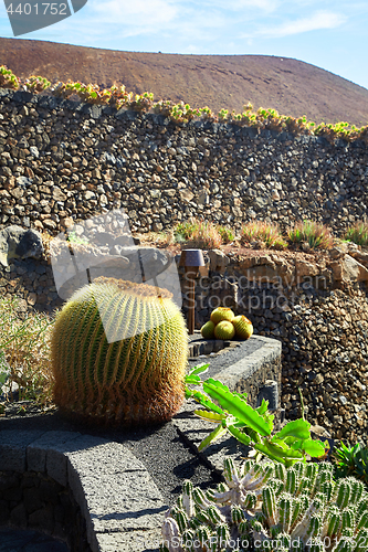 Image of Cactus garden Jardin de Cactus in Lanzarote Island