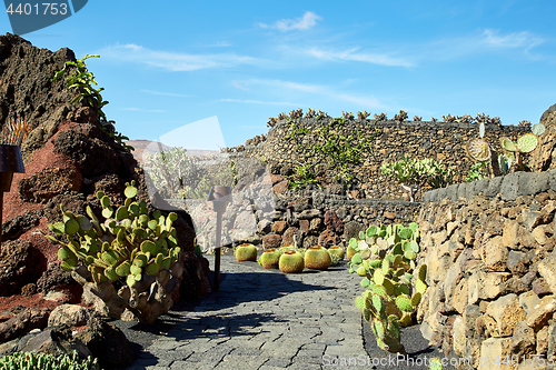 Image of Cactus garden Jardin de Cactus in Lanzarote Island