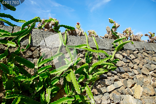 Image of Cactus garden Jardin de Cactus in Lanzarote Island