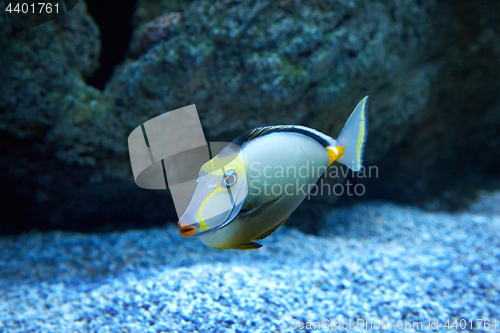 Image of purdy fish swimming in marine aquarium
