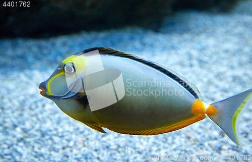 Image of purdy fish swimming in marine aquarium