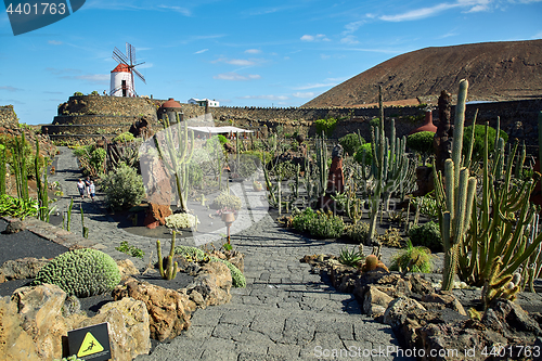 Image of Cactus garden Jardin de Cactus in Lanzarote Island