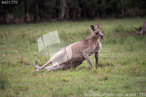 Image of Eastern Grey kangaroo