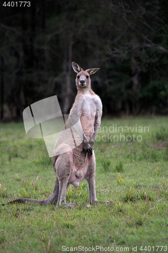 Image of Male Eastern Grey Kangaroo standing on hind legs