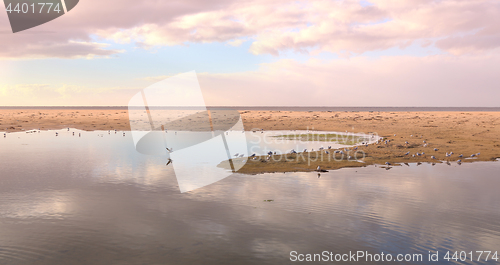 Image of Seagulls roost and  play at Mallacoota