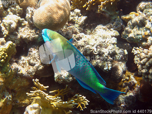 Image of Rusty parrot fish