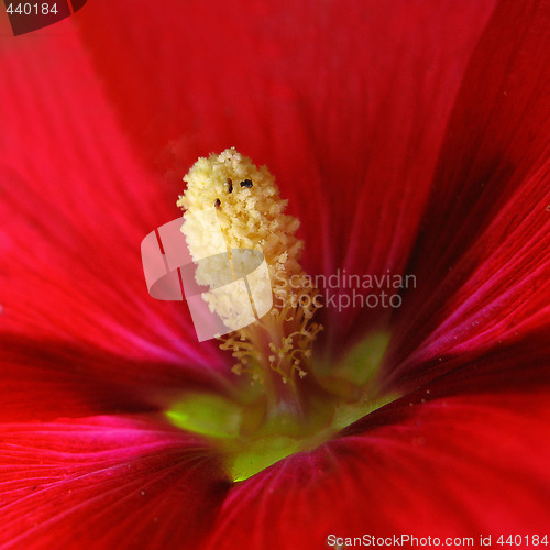 Image of red mallow