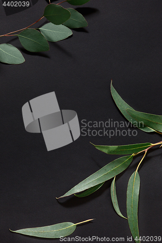 Image of Trendy lifestyle with green leaves decorated on the table