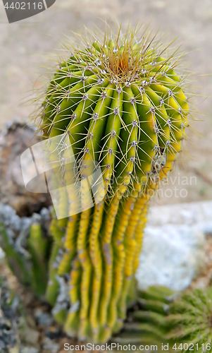 Image of Prickly cactus 