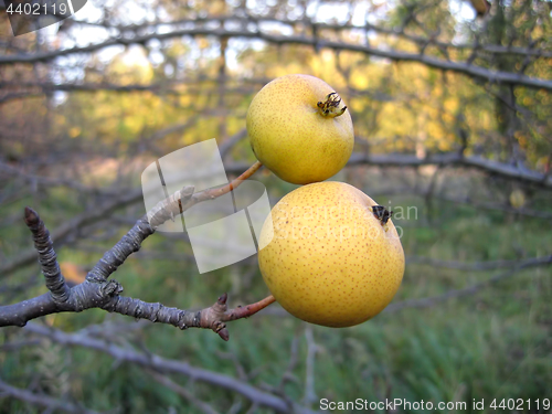 Image of Wild pear branch with two fruit