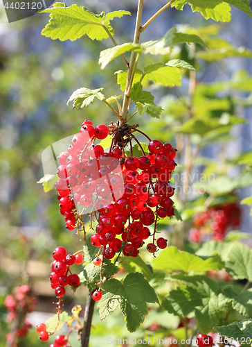 Image of Bunch of red currants