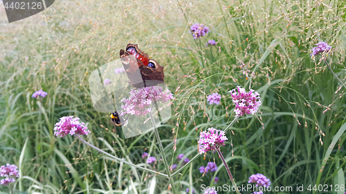 Image of Butterfly and bee sitting on a beautiful lilac flower