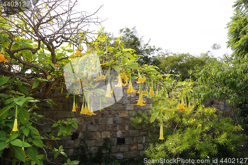 Image of Blossom yellow brugmansia named angels trumpet or Datura flower