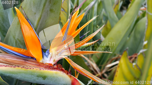 Image of Closeup of Strelitzia Reginae flower (bird of paradise flower)