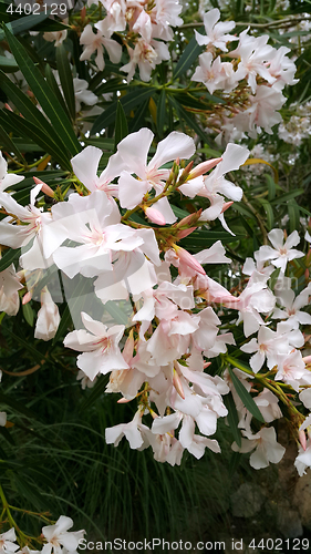 Image of Oleander bush with beautiful flowers