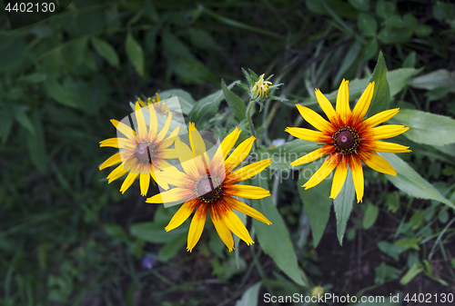 Image of Bright yellow flowers of Rudbeckia