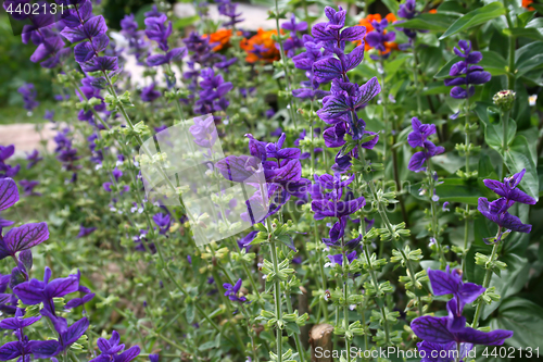 Image of Salvia viridis (Salvia horminum) in the summer garden